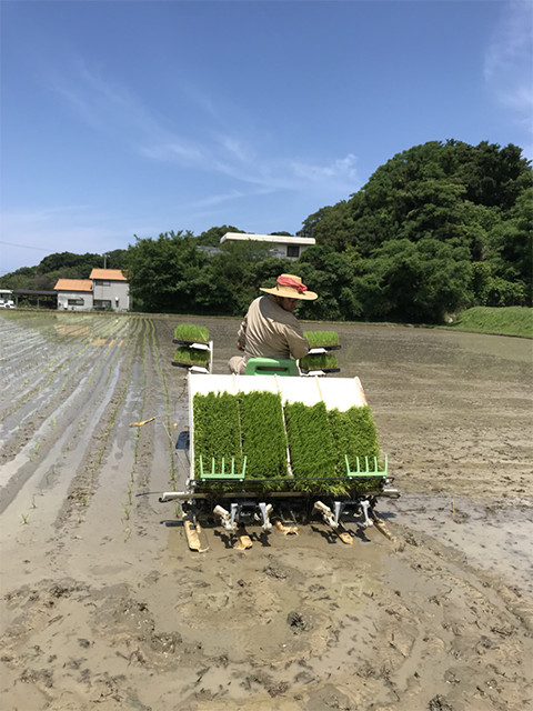 淡路島で田植えでした。