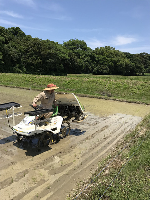 淡路島で田植えでした。