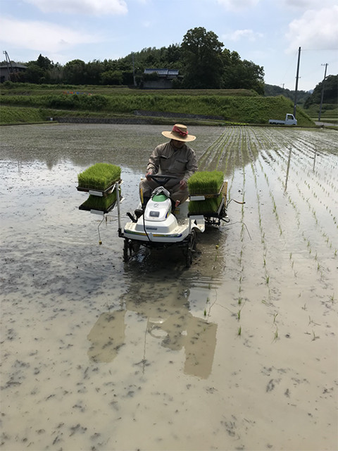 淡路島で田植えでした。