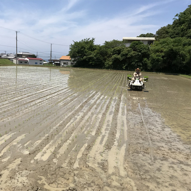 淡路島で田植えでした。